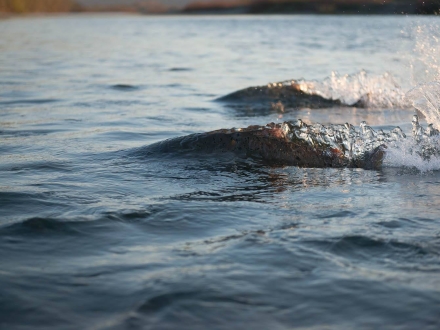 Hyporheic Salmon on the river